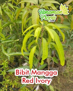 Bibit Mangga Red Ivory