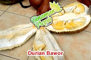 jual bibit durian bawor unggul