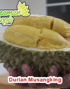 jual bibit durian musangking unggul