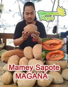 Jual Bibit Mamey Sapote Magana – Sawo Raksasa Dengan Rasa Daging Yang Manis