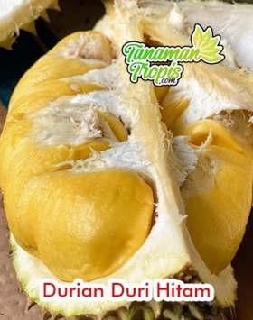 bibit durian duri hitam