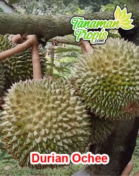 bibit durian ochee