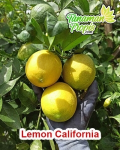 harga bibit lemon california