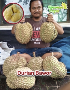 Jual Bibit Tanaman Durian Bawor – Durian Legit dan dengan Ukuran Buah Super Jumbo