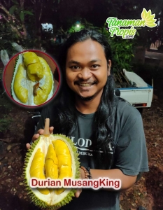 Jual Bibit Tanaman Durian Musang King – Rajanya Durian dengan Biji kecil dan Rasa Luar biasa
