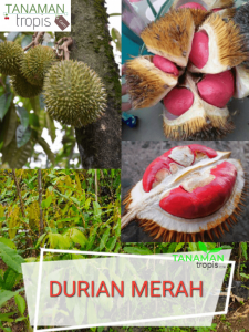 jual bibit tanaman durian merah asli
