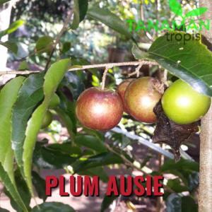 Jual bibit tanaman Plum Aussie Buah Mirip Apel yang enak