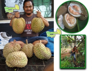 Cara Perawatan Pohon Durian Agar Cepat Berbuah
