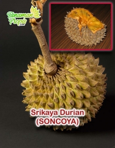 Jual Bibit tanaman Srikaya Durian soncoya – Buah Srikaya dengan Bentuk Durian yang Langka