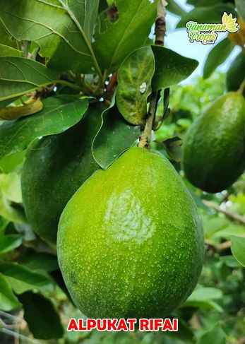 Alpukat Rifai 2