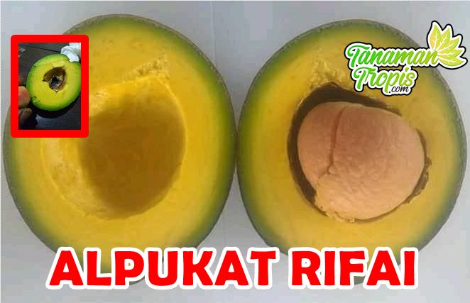 Alpukat Rifai
