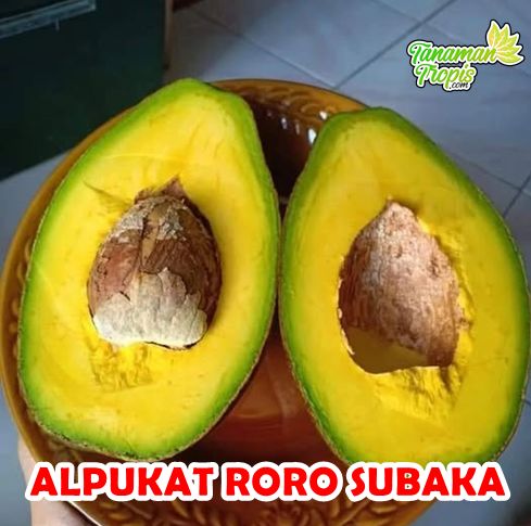 Alpukat Roro Subaka 1
