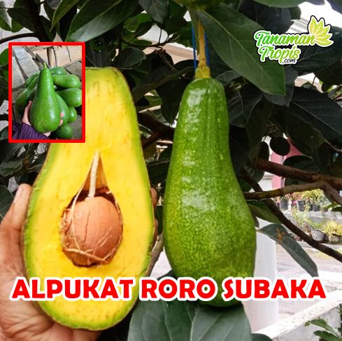 Alpukat Roro Subaka